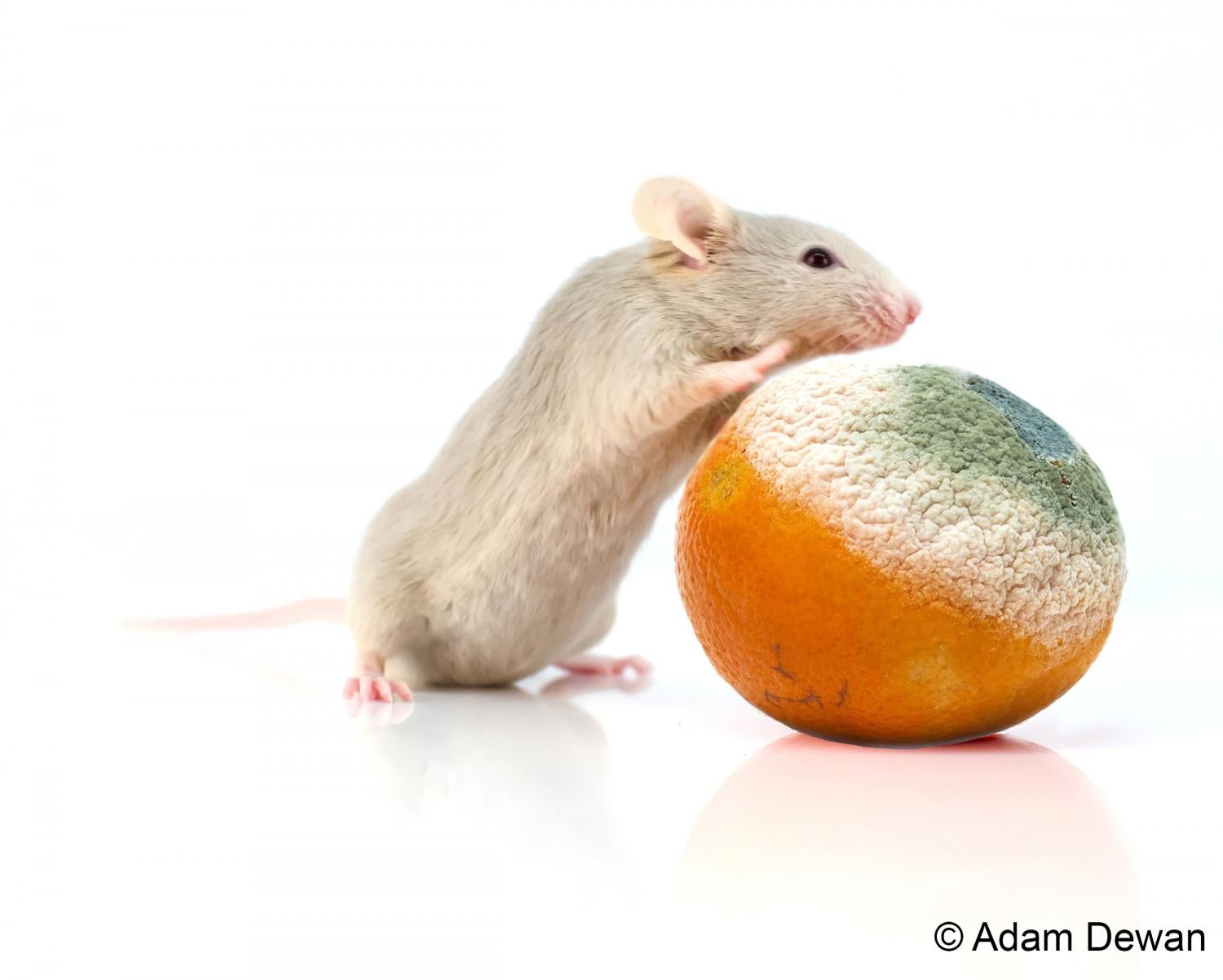 Orange 2 with mold_flat.jpg